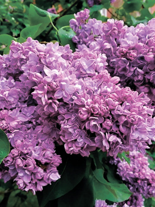 Сирень Антуан де Сент-Экзюпери