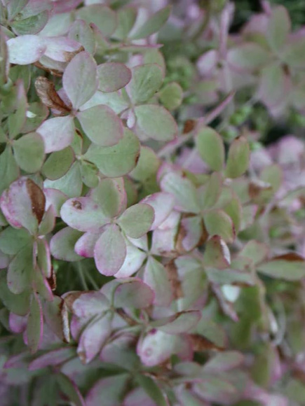 Гортензия Металлика (Metallica) метельчатая купить с доставкой