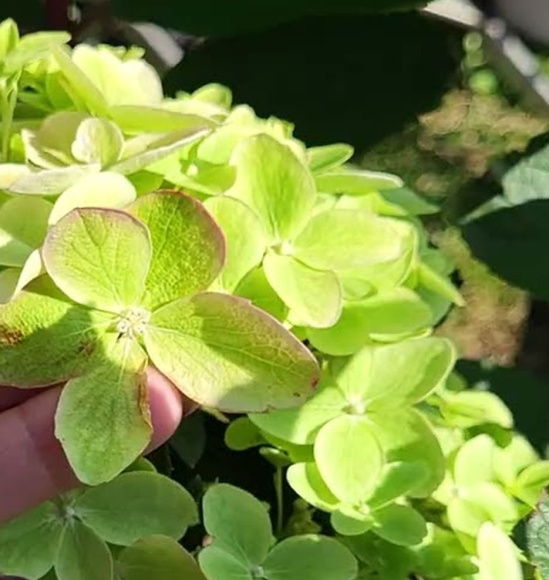 Гортензия Металлика (Metallica) метельчатая купить с доставкой