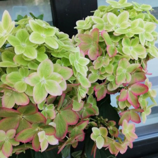 Гортензия Металлика (Metallica) метельчатая