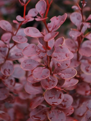 Барбарис Ред Пиллар (Red Pillar)