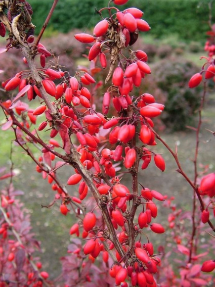 Барбарис Ред Пиллар (Red Pillar) купить с доставкой