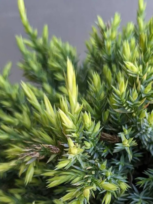 Можжевельник чешуйчатый Холгер (Holger)