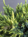 Можжевельник чешуйчатый Холгер (Holger) купить с доставкой
