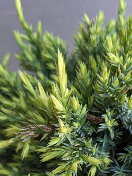 Можжевельник чешуйчатый Холгер (Holger) купить с доставкой