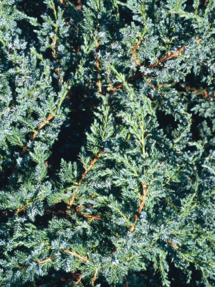 Можжевельник чешуйчатый Холгер (Holger)