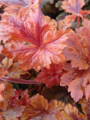 Гейхерелла Хопскотч (Hopscotch) Гейхерелла Хопскотч (Hopscotch)