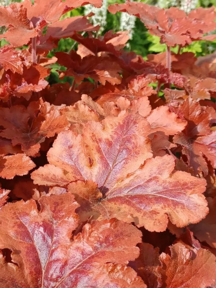 Гейхерелла Хопскотч (Hopscotch) купить с доставкой