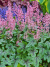 Гейхерелла Пинк Физ (Pink Fizz) купить с доставкой