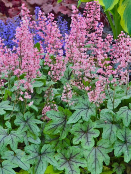 Гейхерелла Пинк Физ (Pink Fizz) купить с доставкой