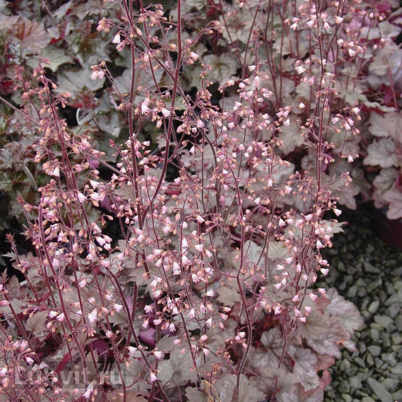 Гейхера гибридная Пинк Перлс/Pink Pearls САЖЕНЕЦ купить в интернет-магазине из п