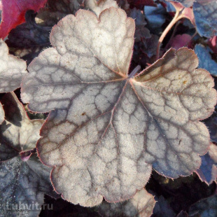 Гейхера Регина (Regina) Гейхера Регина (Regina)