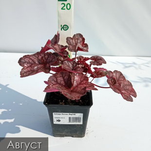 Гейхера Регина (Regina)