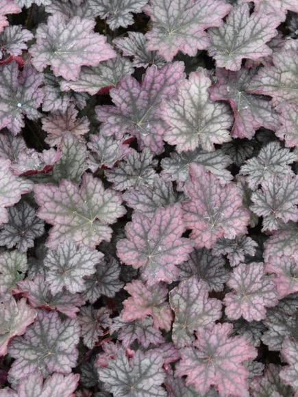 Гейхера Фростед Виолет (Frosted Violet) купить с доставкой Гейхера Фростед Виолет (Frosted Violet) купить с доставкой