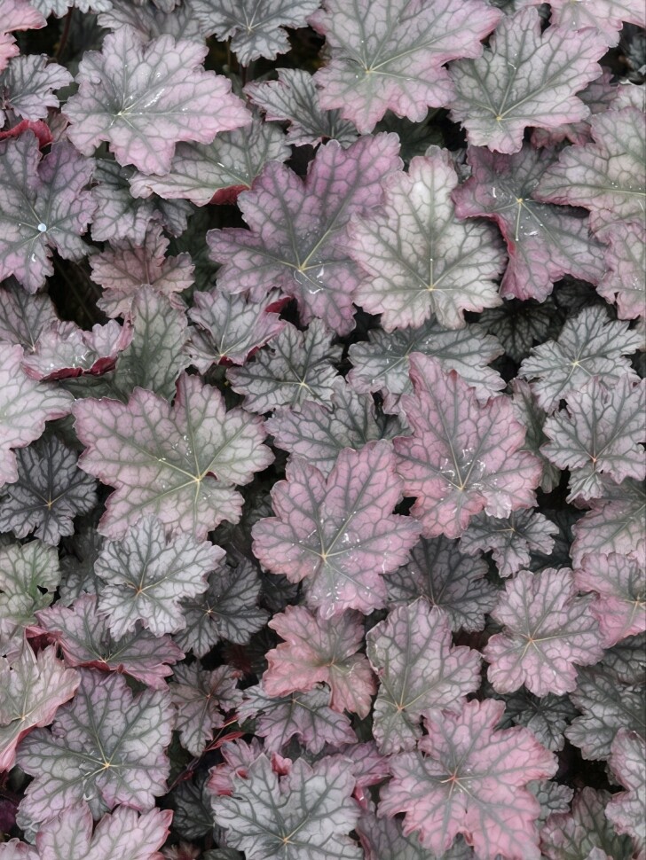 Гейхера Фростед Виолет (Frosted Violet) купить с доставкой Гейхера Фростед Виолет (Frosted Violet) купить с доставкой