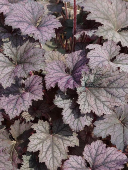 Гейхера Фростед Виолет (Frosted Violet) купить с доставкой Гейхера Фростед Виолет (Frosted Violet) купить с доставкой