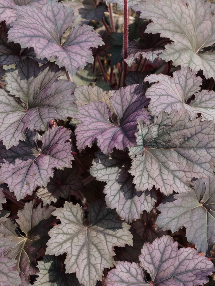 Гейхера Фростед Виолет (Frosted Violet) купить с доставкой Гейхера Фростед Виолет (Frosted Violet) купить с доставкой