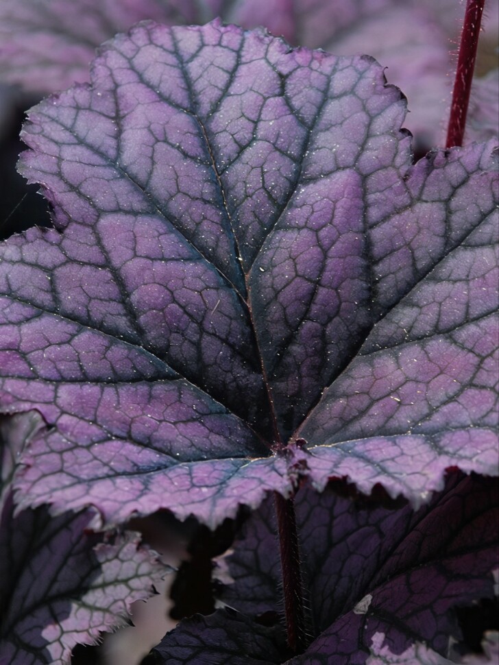 Гейхера Фростед Виолет (Frosted Violet) купить с доставкой Гейхера Фростед Виолет (Frosted Violet) купить с доставкой