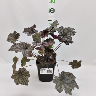 Гейхера Фростед Виолет (Frosted Violet)