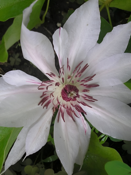 Клематис Матка Седлиска (Matka Siedliska) купить с доставкой