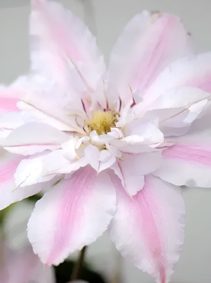 Клематис Матка Седлиска (Matka Siedliska) купить с доставкой