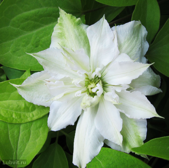 Клематис Матка Седлиска (Matka Siedliska) купить с доставкой