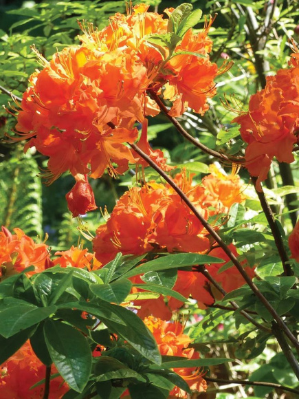 Рододендрон Мандарин Лайтс (Mandarin Lights) купить с доставкой