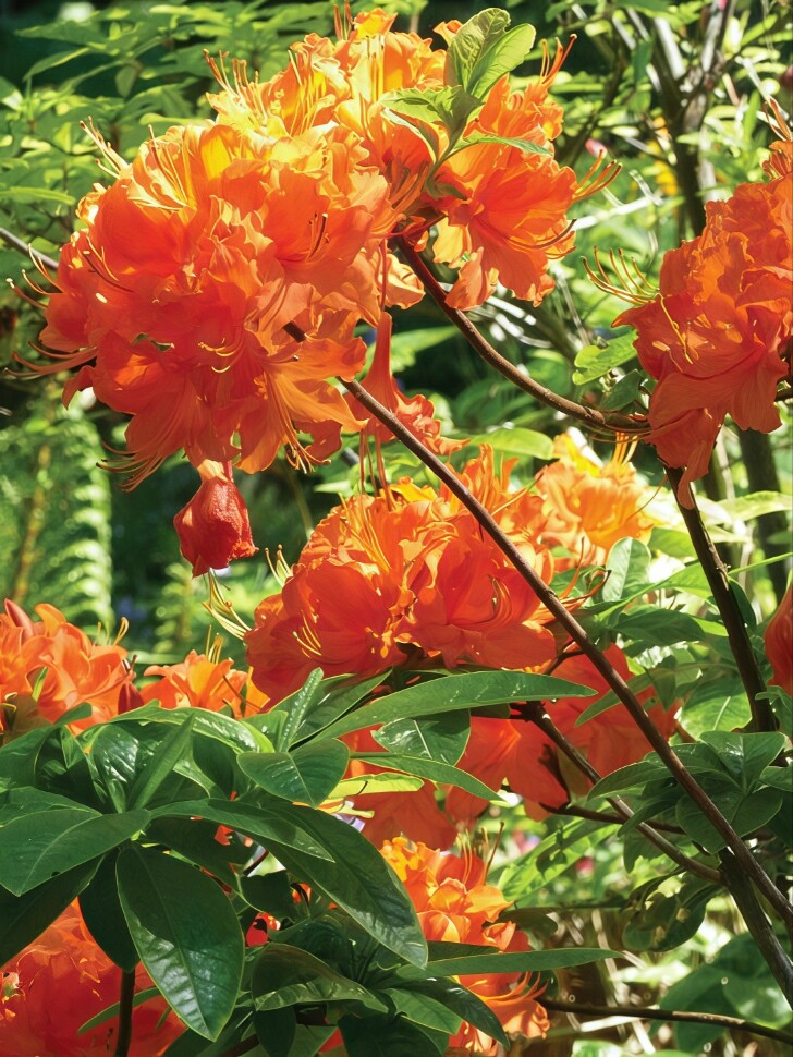 Рододендрон Мандарин Лайтс (Mandarin Lights) купить с доставкой Рододендрон Мандарин Лайтс (Mandarin Lights) купить с доставкой