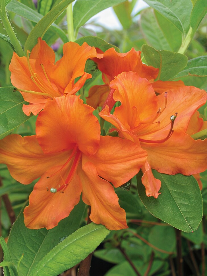 Рододендрон Мандарин Лайтс (Mandarin Lights) купить с доставкой Рододендрон Мандарин Лайтс (Mandarin Lights) купить с доставкой