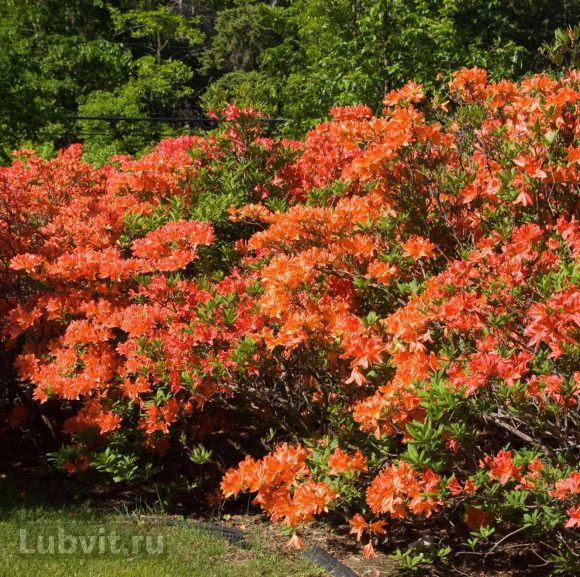 Рододендрон Мандарин Лайтс (Mandarin Lights) купить с доставкой