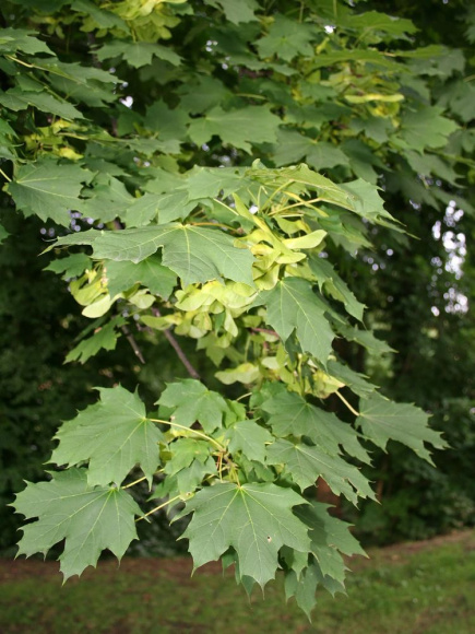 Клен Остролистный купить с доставкой