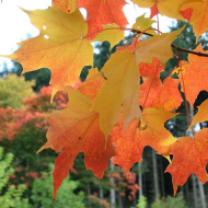 Клен Остролистный