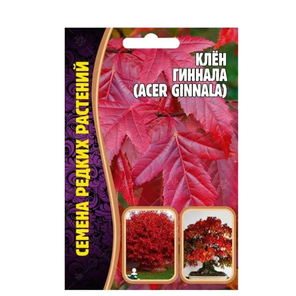 Клён Гиннала [Семена редких растений] купить с доставкой
