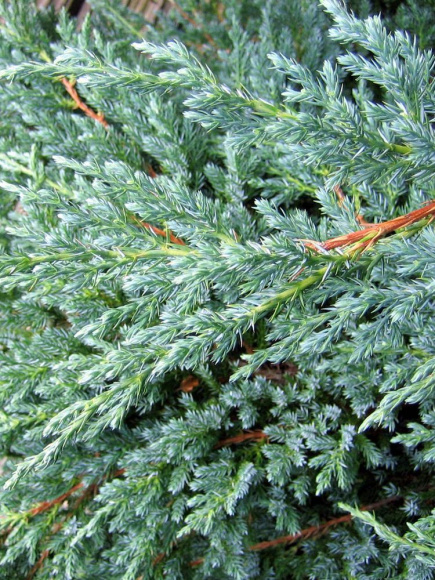 Можжевельник чешуйчатый Блю Карпет (Blue Carpet) купить с доставкой