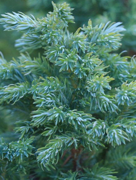 Можжевельник чешуйчатый Блю Карпет (Blue Carpet) купить с доставкой