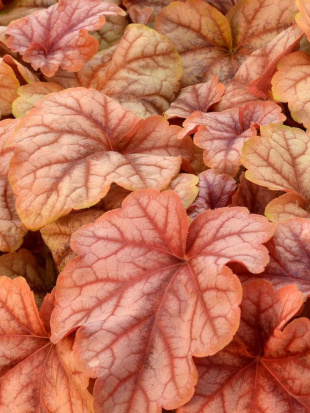 Гейхерелла Купер Каскад (Cooper Cascade) Гейхерелла Купер Каскад (Cooper Cascade)