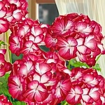 Пеларгония