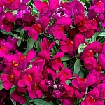 Львиный зев